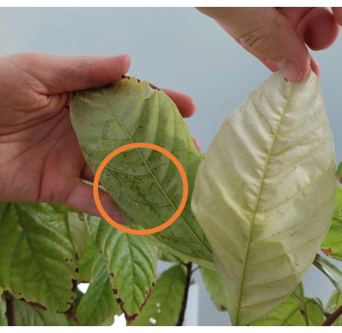 Plant disease analysis; comparison of chlorosis on leaves; diagnostic research process.