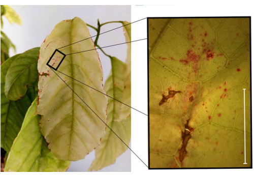 Diagram of leaf disease detection; zoom shows affected area for research in plant pathology.