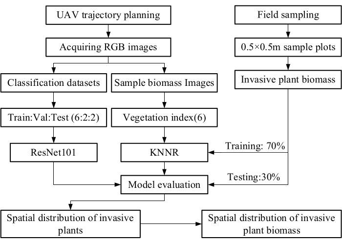 UAV-based RGB image analysis diagram for invasive plant spatial distribution using ResNet101 and KNNR.
