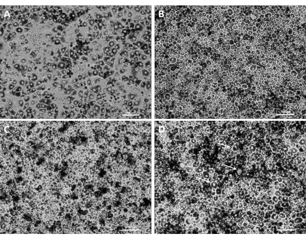 Electron micrographs showing nanoparticle clustering in cell cultures, illustrating aggregation study.
