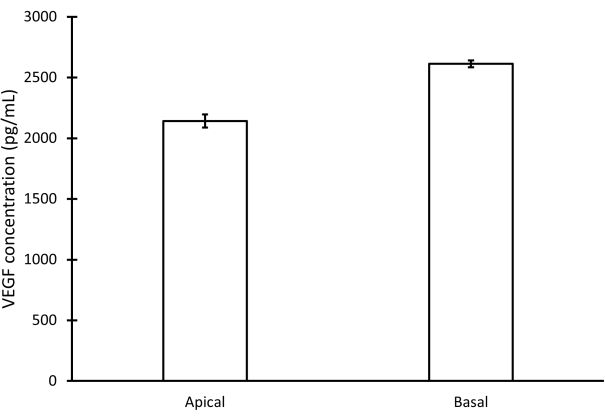 VEGF concentration comparison chart; apical vs basal; bar graph; statistical analysis; biology.