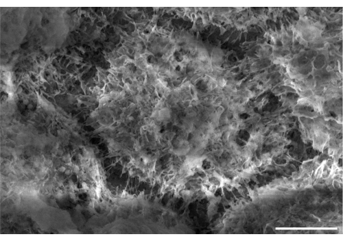 Scanning electron microscopy image of porous structure; materials science analysis.