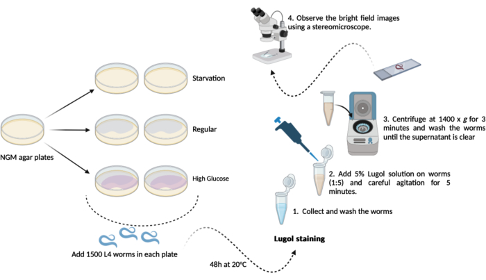 NGM agar plates experiment diagram; Lugol staining; stereomicroscope observation; worm study.