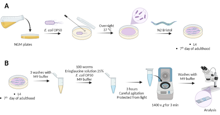 NGM plates preparation and E. coli cultivation process diagram for C. elegans experiment analysis.