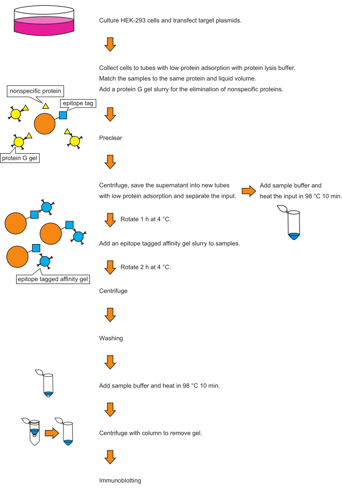 Static equilibrium diagram of protein purification, HEK-293 cell culture, epitope tag gel method.