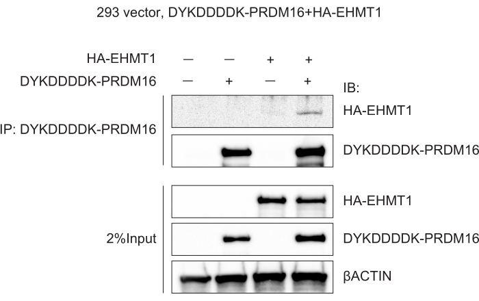 Immunoblot experiment, HA-EHMT1 and DYKDDDDK-PRDM16 interaction in cell lysates, protein analysis.