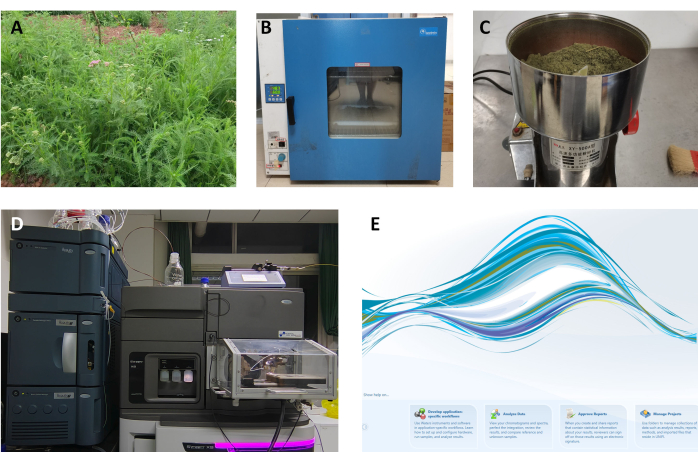 Plant growth to chromatography analysis: sample preparation, drying oven, grinder, HPLC system, data.