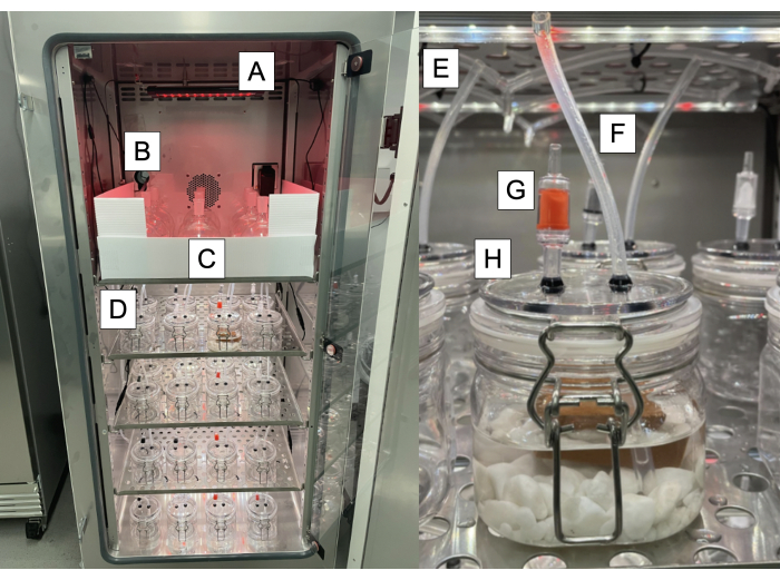 Controlled environment setup with jars for gas exchange analysis in plant respiration experiment.