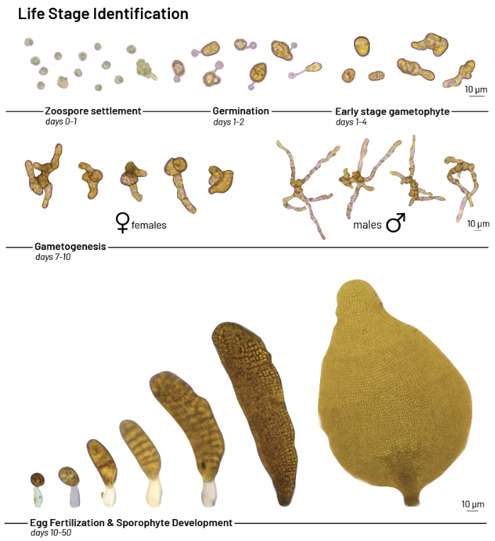 Life cycle of gametophyte and sporophyte stages; microscopy diagram shows development times.