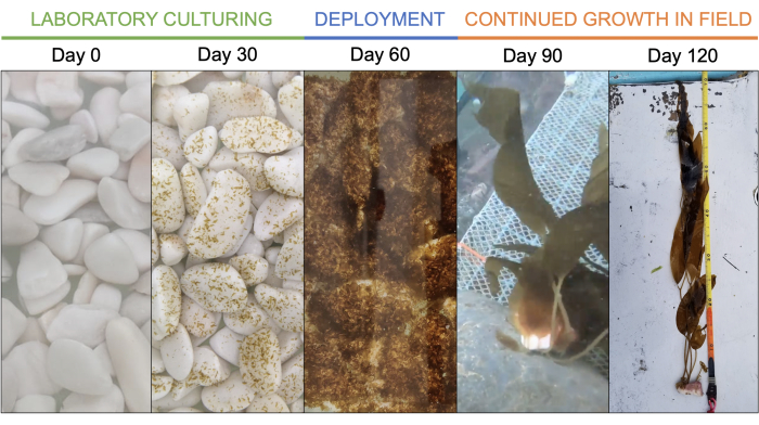 Marine growth progression; field deployment timeline in a laboratory to sea environment; 120 days.