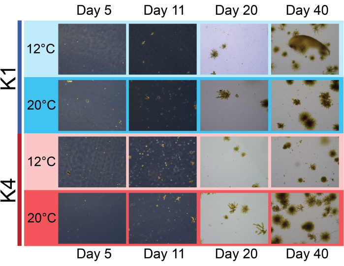 Microalgae growth over 40 days at 12°C, 20°C in diagram, showing temperature effect on biomass.