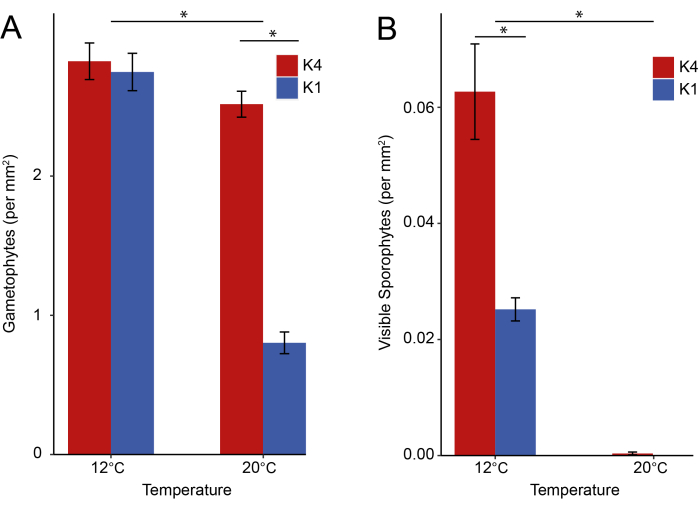 Bar chart comparing gametophyte and sporophyte density at 12°C and 20°C for K4 and K1 types.