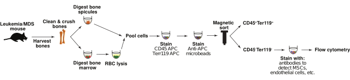 figure-results-1 Leukemia cell isolation process diagram; bone marrow to flow cytometry via magnetic sorting.