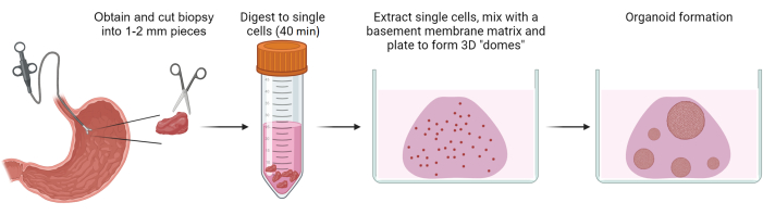 Biopsy extraction, cell digestion, 3D dome plating, organoid formation; diagram of organoid cultivation.