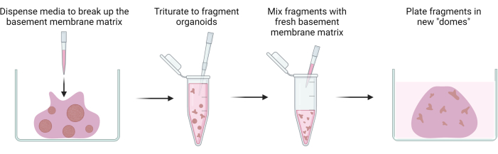 Organoid culture method; diagram; media dispense, trituration, matrix mixing, domes plating.