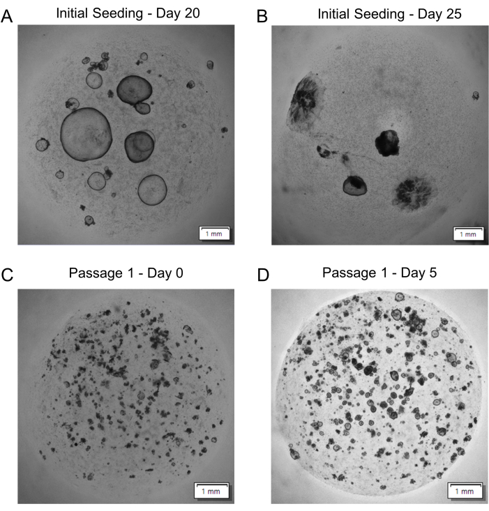 Cell culture growth comparison over time; microscopy image; shows seeding and passage development.