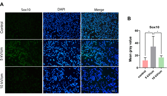 figure-results-5 Immunofluorescence microscope images of Sox10, DAPI staining, and merge under different conditions.