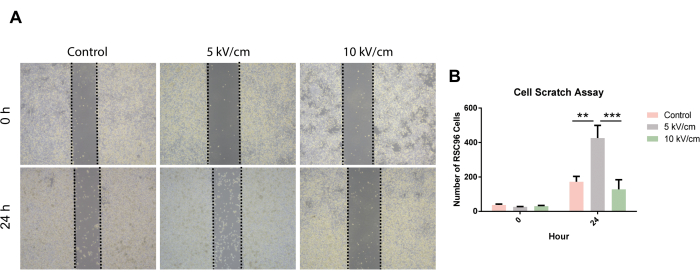 figure-results-6 Cell migration analysis; scratch assay results; comparison at 0h and 24h; variable electric fields.