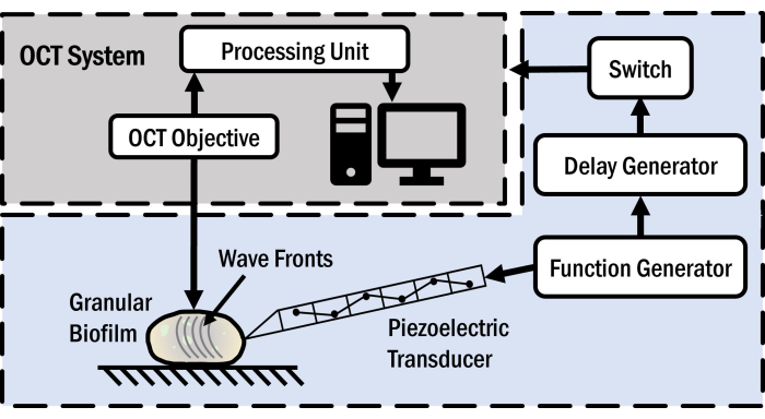 Optical coherence tomography system for wavefront analysis with biofilm diagram.