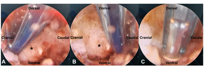 figure-results-5 Endoscopic examination; cranial-caudal orientation; medical imaging; clinical procedure analysis.