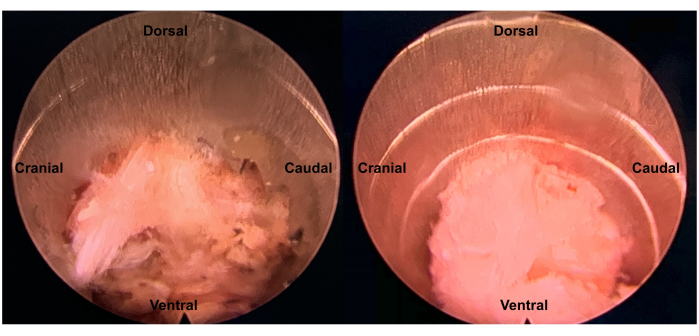 figure-results-7 Analyzed tissue under microscope; labeled cranial, caudal, dorsal, ventral; biological study.
