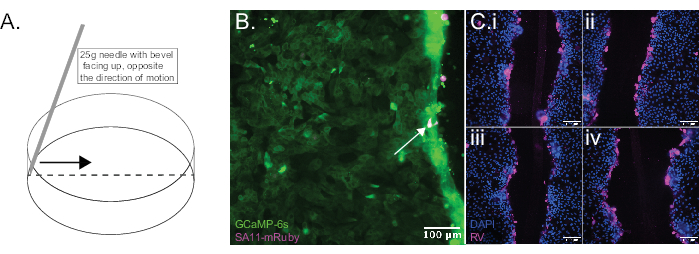 figure-results-2 Static equilibrium diagram with needle; fluorescence microscopy; cellular imaging and analysis.