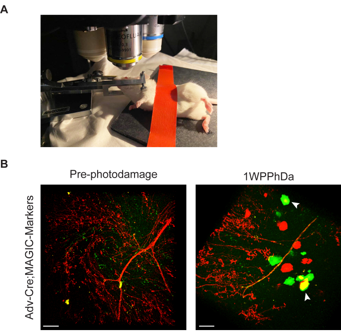 Mouse photodamage experiment setup; fluorescence microscopy results, MAGIC marker analysis.