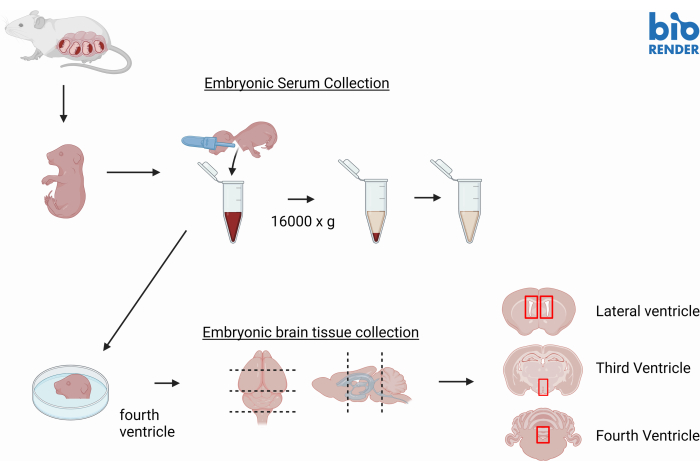 Mouse embryonic serum and brain tissue collection diagram, centrifugation, brain ventricle analysis.