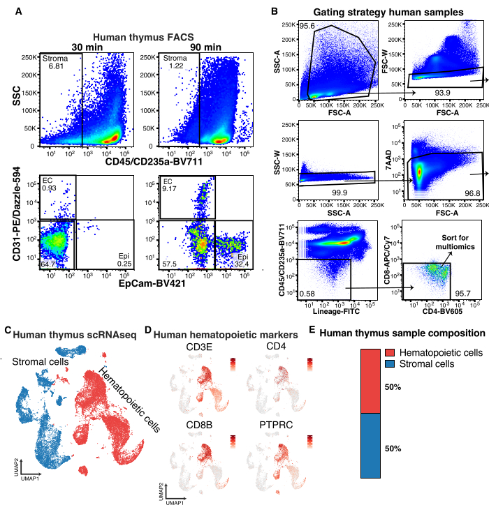 Human thymus FACS data, scRNAseq UMAP; includes hematopoietic markers and cell composition diagrams.