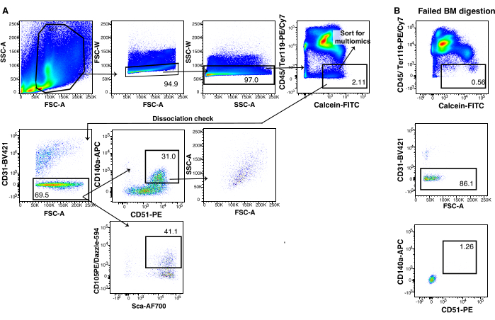 Flow cytometry diagrams; cell sorting process with data analysis, Calcein-FITC, FSC-A, SSC-A.