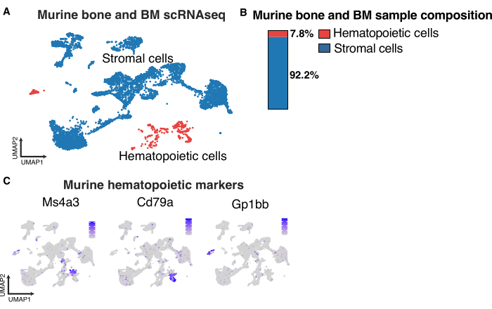 Murine bone scRNAseq analysis; UMAP diagram, cell composition chart, hematopoietic markers.