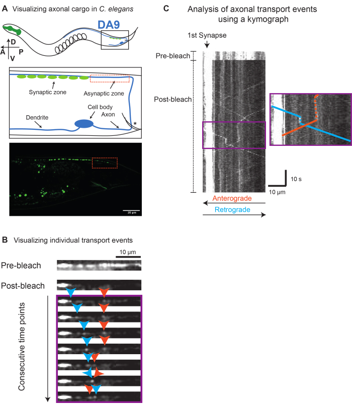 Axonal transport analysis in C. elegans using kymograph, visualizes synaptic cargo movement patterns.