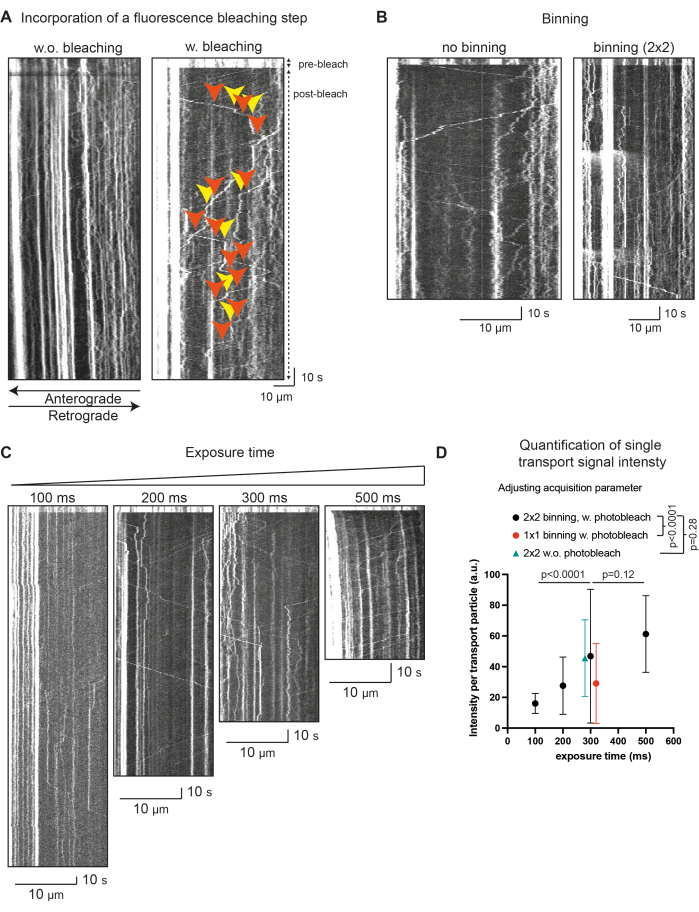 Fluorescence bleaching diagram; impact of exposure, binning, and photobleach on signal quantification.