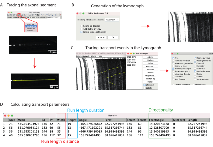 Axonal transport tracing process with kymograph generation; includes transport event analysis.