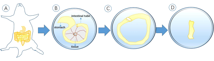 Dissection diagram showing mouse intestinal tube extraction and purification process with tissue analysis.