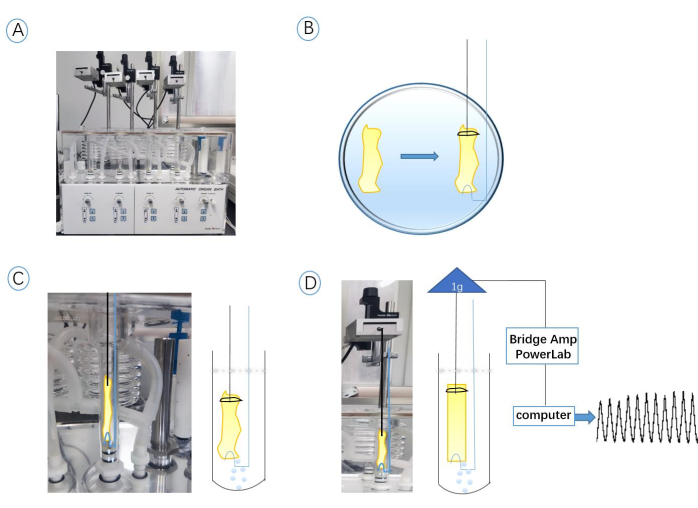 Muscle contraction experiment setup; diagram shows bridge amp, PowerLab, contraction measurements.