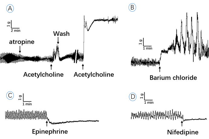Cardiac drug response graph; acetylcholine, atropine, epinephrine, barium chloride, nifedipine effects.