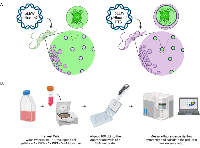 Plasmid pHluorin2 protein targeting and fluorescence in cytometry; diagram with method steps.