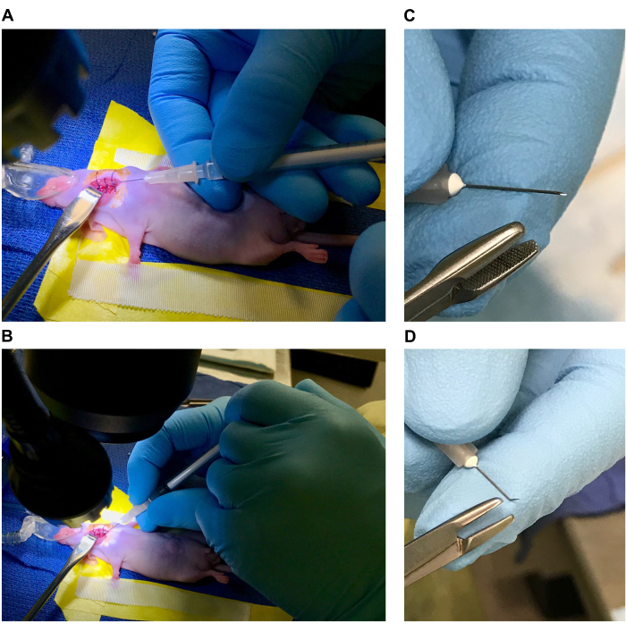 Neurosurgery procedure on rodent model; medical tools, microscope setup; research experiment.