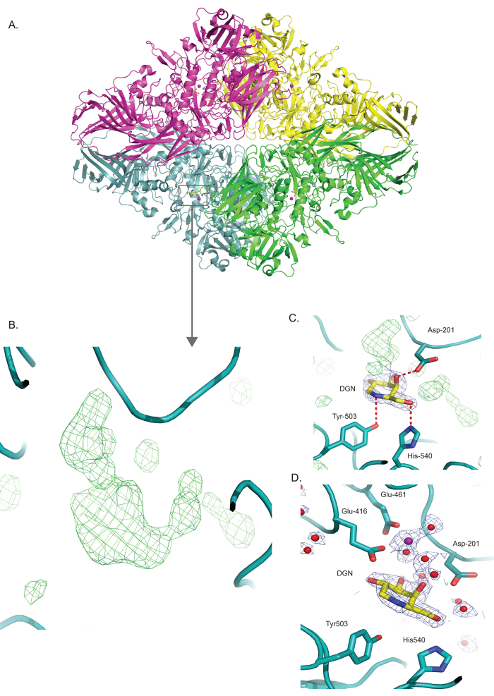 figure-results-3 Macromolecular structure analysis; protein complex diagram, electron density map; molecular binding.