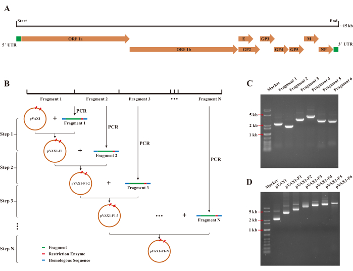Viral genome map, PCR gene assembly steps, and gel electrophoresis results in diagram form.