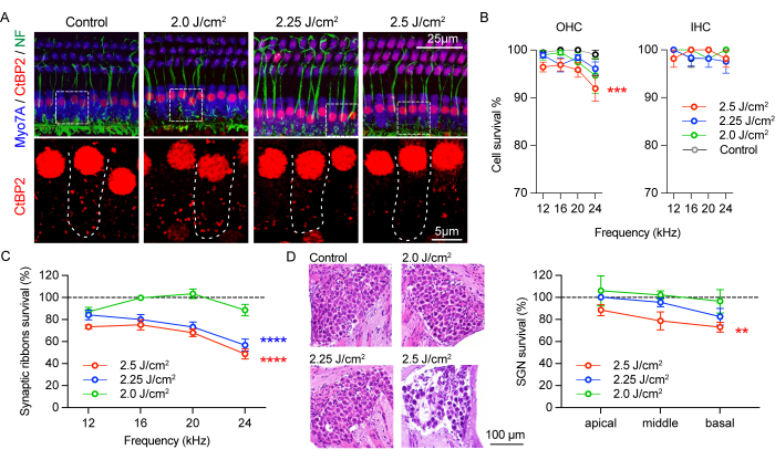 figure-results-3 Inner ear laser irradiation effects; microscopy, graphs showing cell survival, synaptic ribbon analysis.