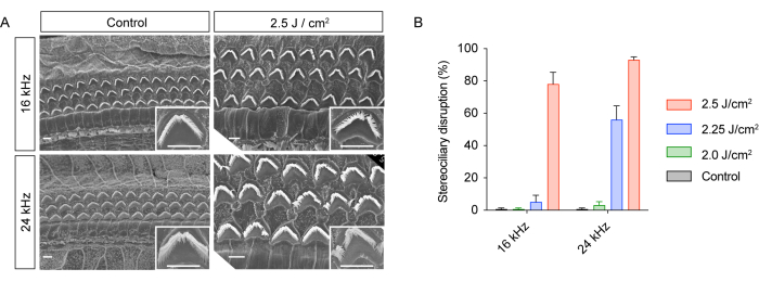 figure-results-4 Stereocilia disruption analysis; electron micrographs and bar graph, frequency, intensity effects.