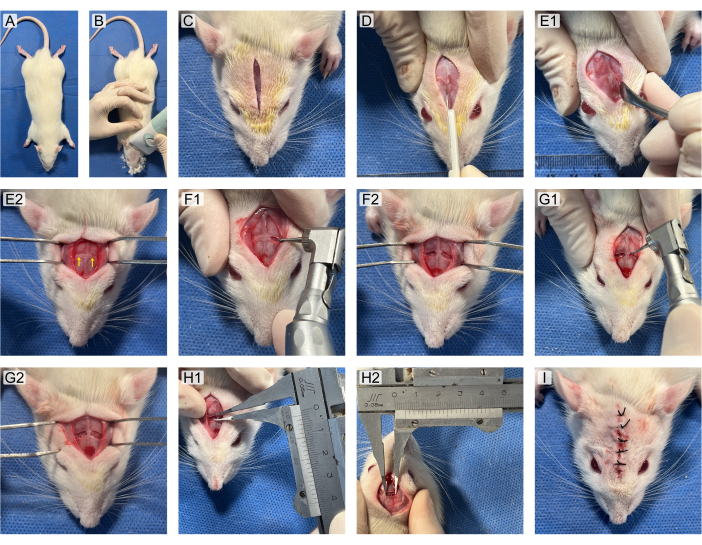 Surgical procedure on rat skull, step-by-step; incision, bone removal, measurement, suturing.