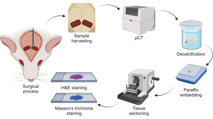 Mouse tissue processing workflow diagram; surgical to µCT, decalcification, sectioning, staining.