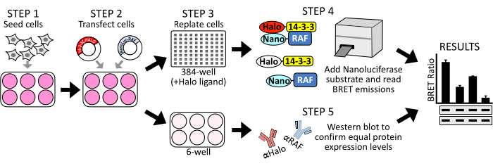 Cell transfection BRET assay diagram; steps include cell seeding, transfection, BRET emissions analysis.