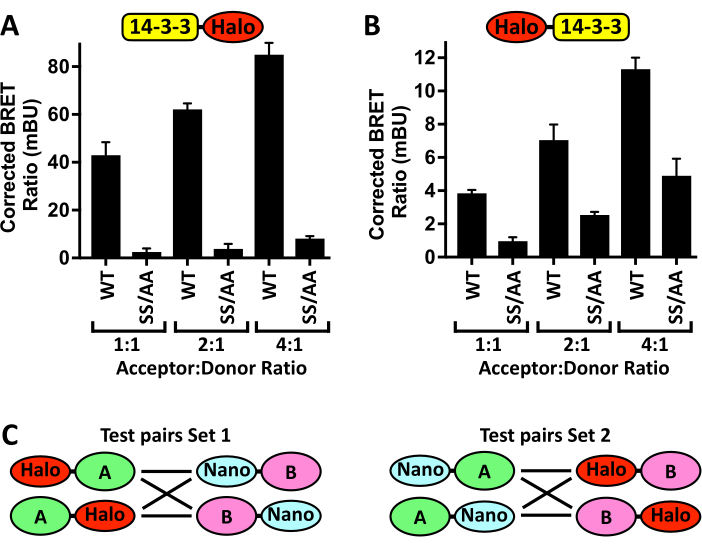 BRET analysis graphs showing corrected ratios vs. acceptor:donor ratios, protein interaction diagrams.