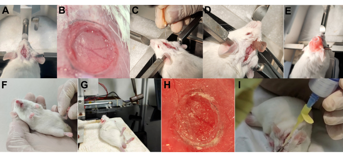 figure-results-2 Mouse experiment on wound healing, involving surgical incisions and treatment application, multiple stages.