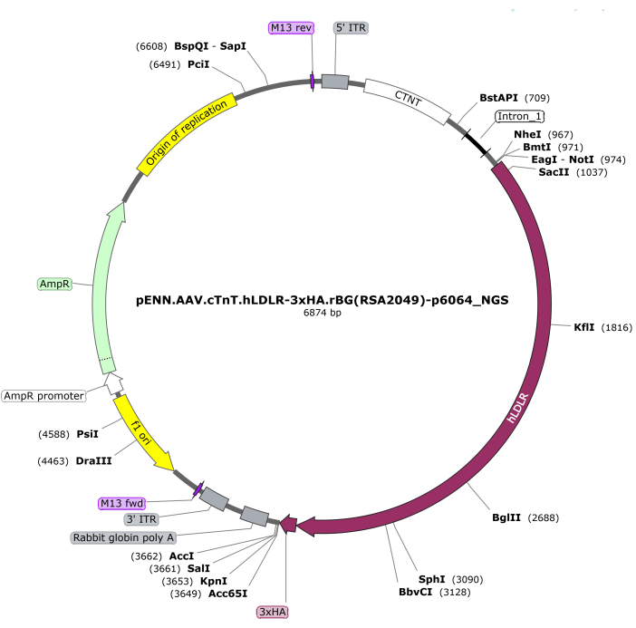 Circular DNA plasmid map, 6874 bp, with labeled restriction sites and genetic elements for cloning.