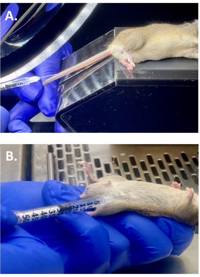 Mouse injection protocol, syringe in tail and belly. Experimental research on rodents.